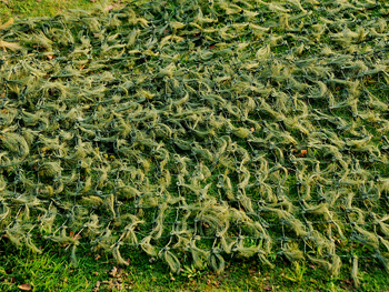 好消息！拓野公司旗下品牌鶻鷹品牌通用偽裝網(wǎng)有哪些特點(diǎn)！